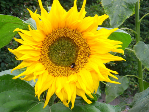 Sun Flower.